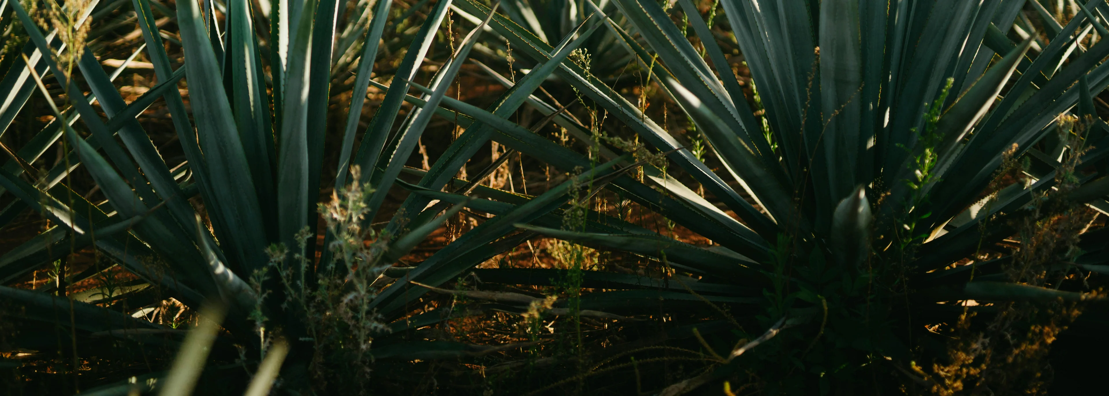 Elevate Your Agave Experience